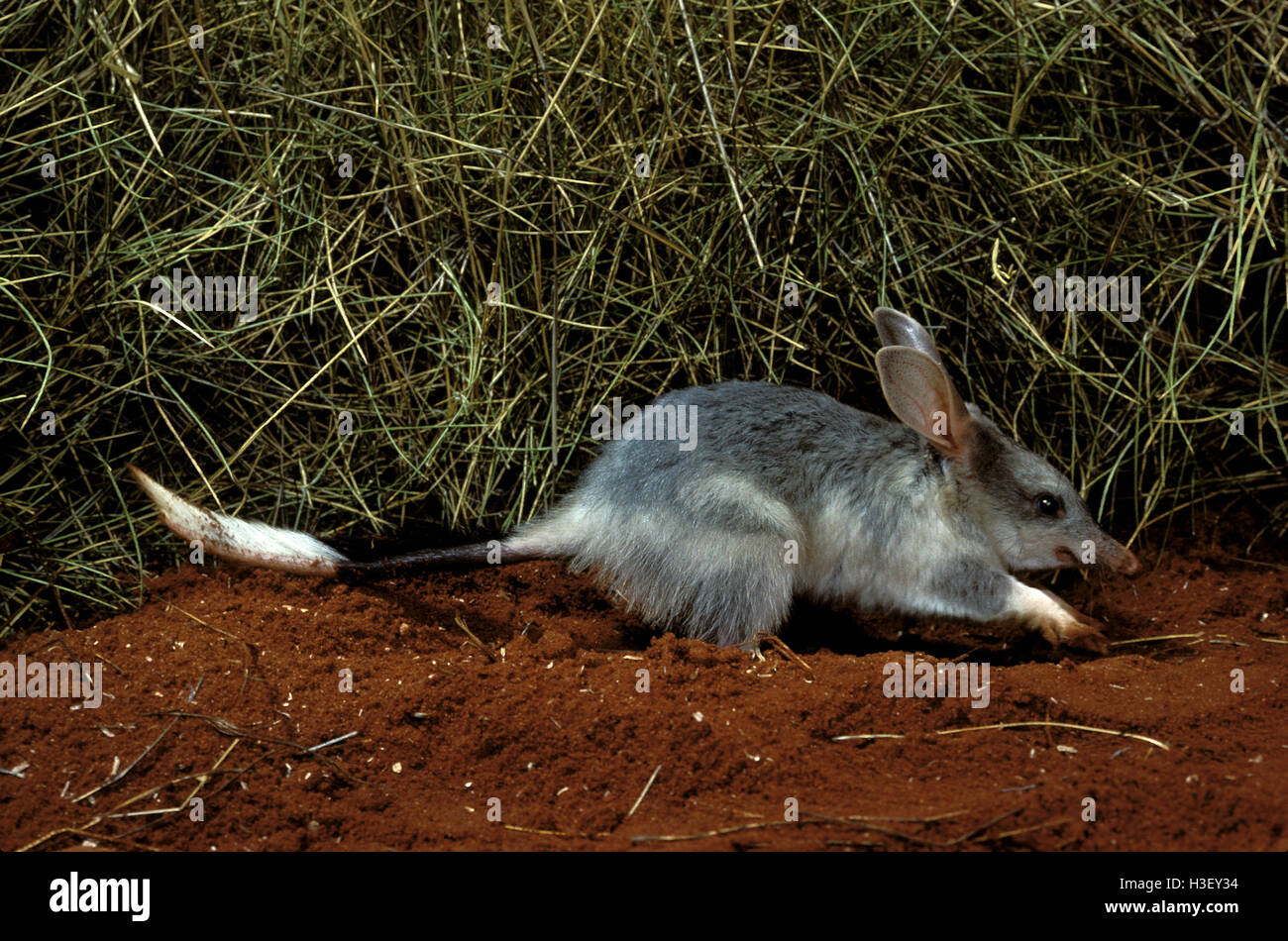 Bilby maggiore (macrotis lagotis) Foto Stock