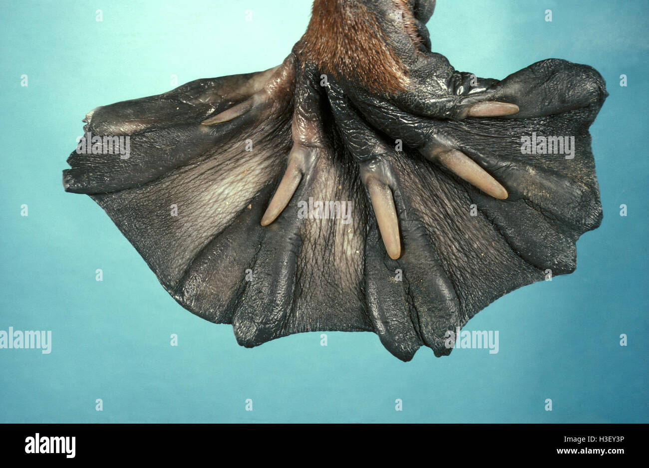 Platypus (Ornithorhynchus anatinus) Foto Stock