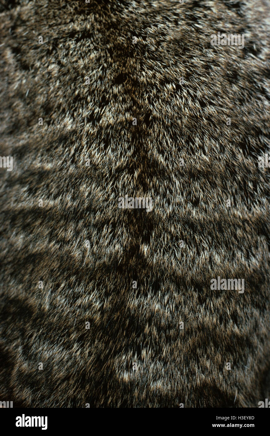 Nastrare lepre-wallaby (Lagostrophus fasciatus) Foto Stock