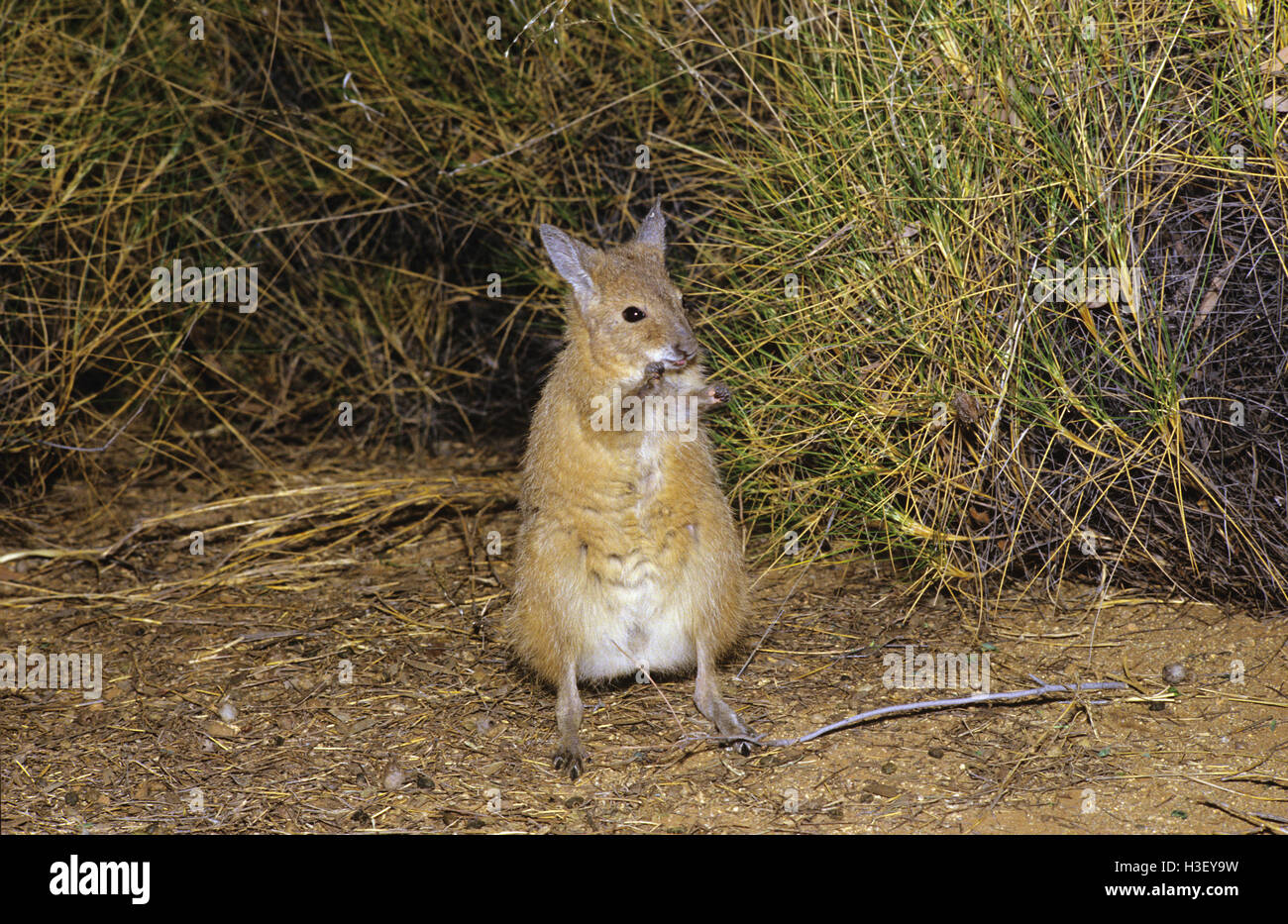 Rufous Hair-wallaby (Lagorchestes hirsutus) Foto Stock