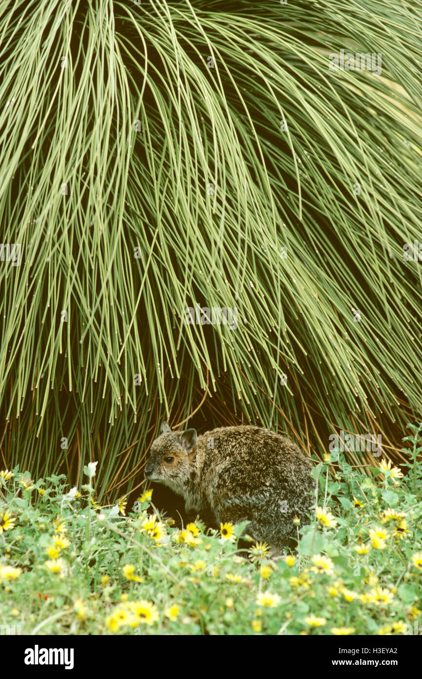 Spectacled lepre-wallaby (Lagorchestes conspicillatus) Foto Stock