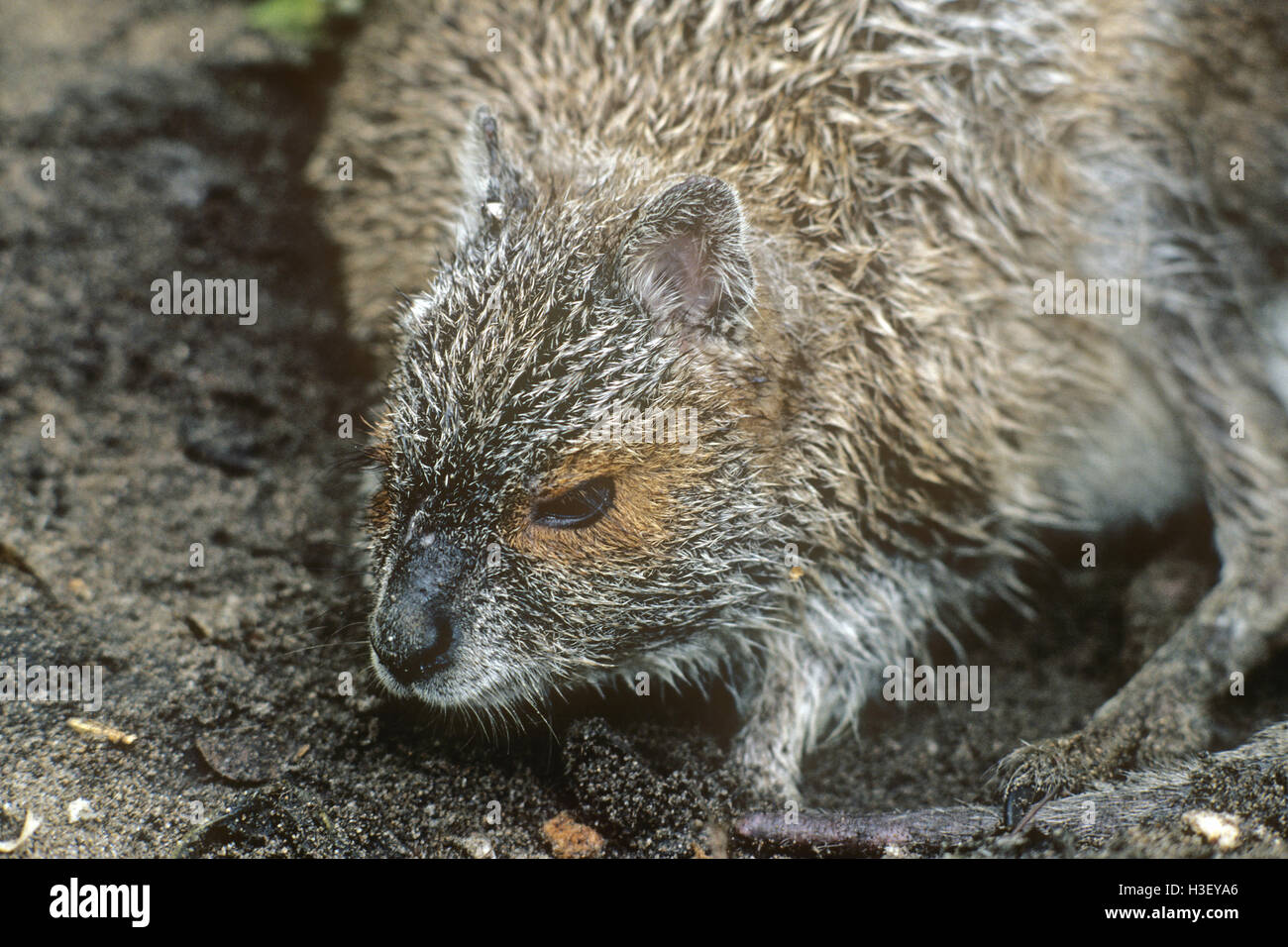 Spectacled lepre-wallaby (Lagorchestes conspicillatus) Foto Stock