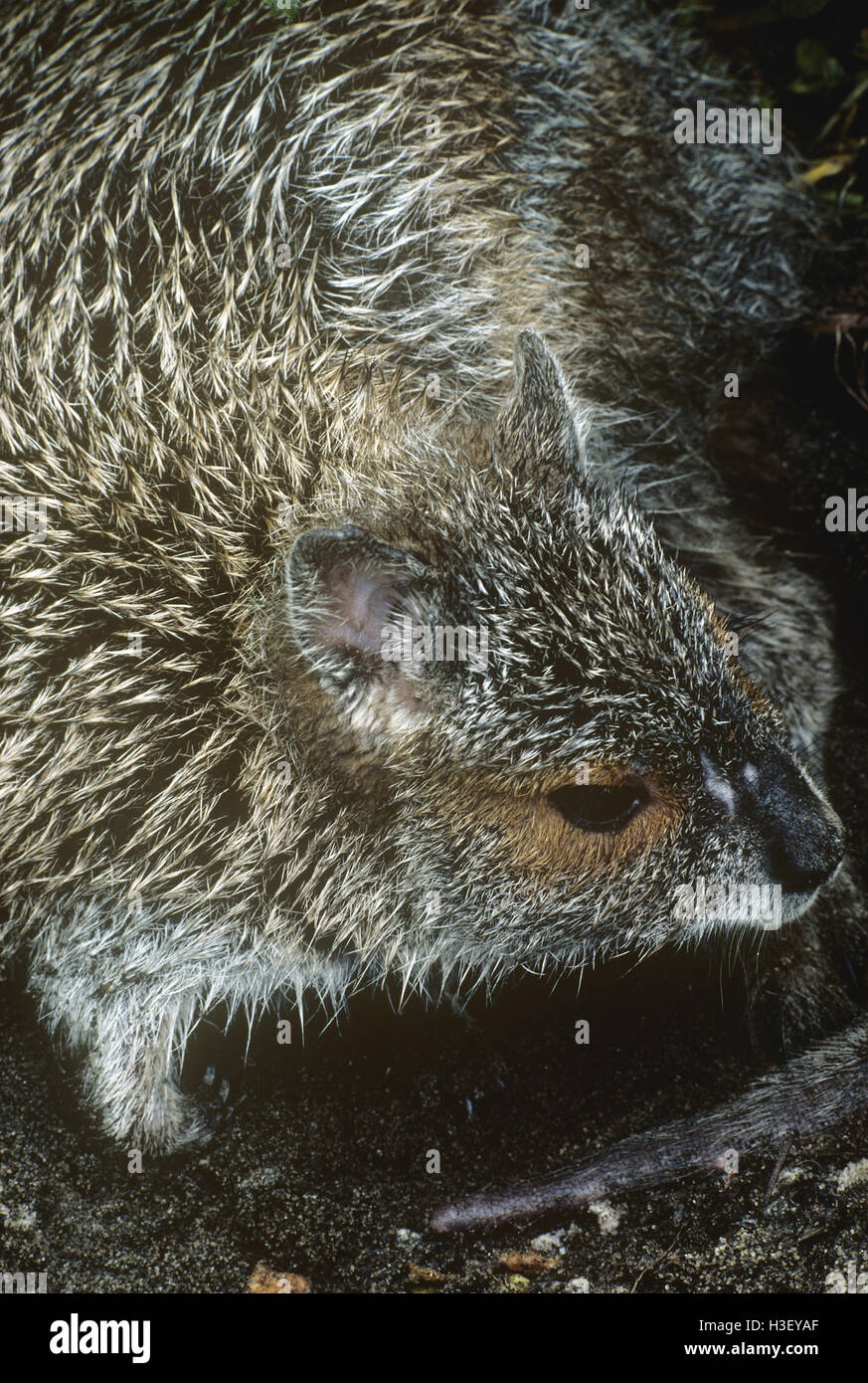 Spectacled lepre-wallaby (lagorchestes conspicillatus) Foto Stock