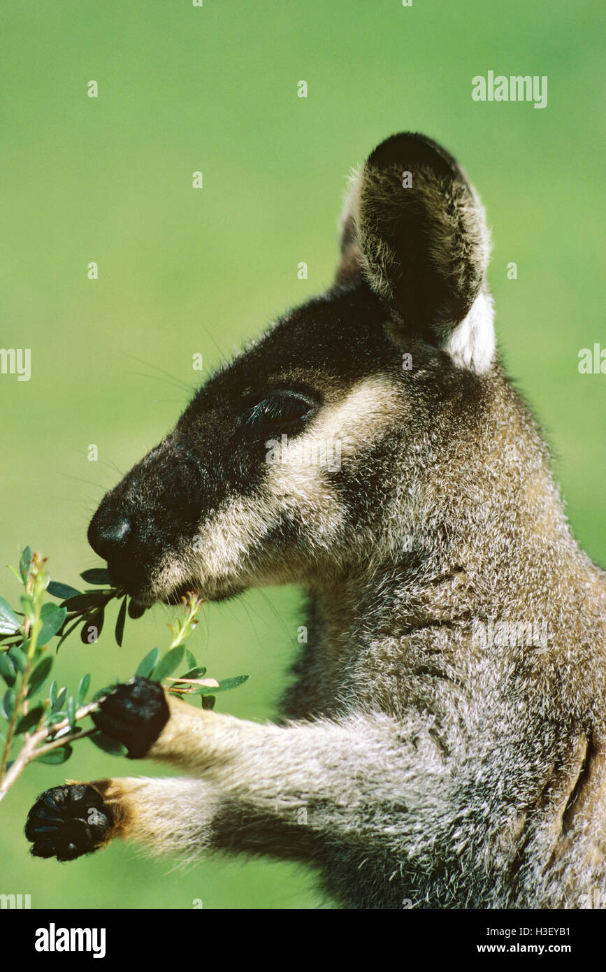 Spazzola occidentale wallaby (Macropus irma) Foto Stock