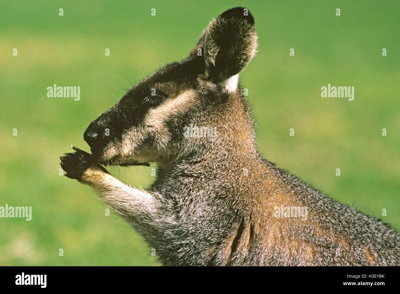 Spazzola occidentale wallaby (Macropus irma) Foto Stock