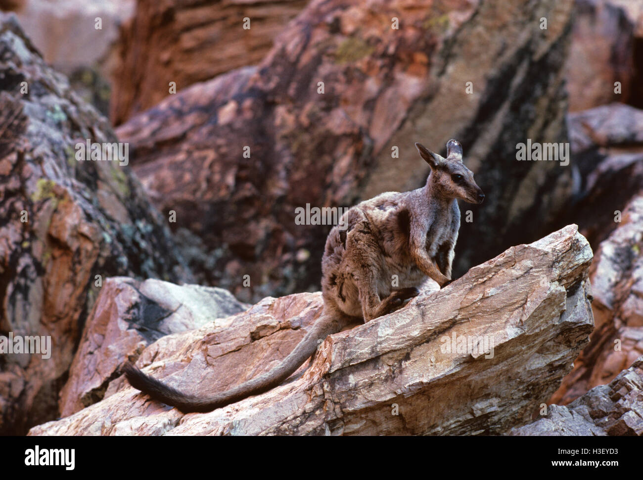 Nero-fiancheggiata rock-wallaby (petrogale lateralis) Foto Stock