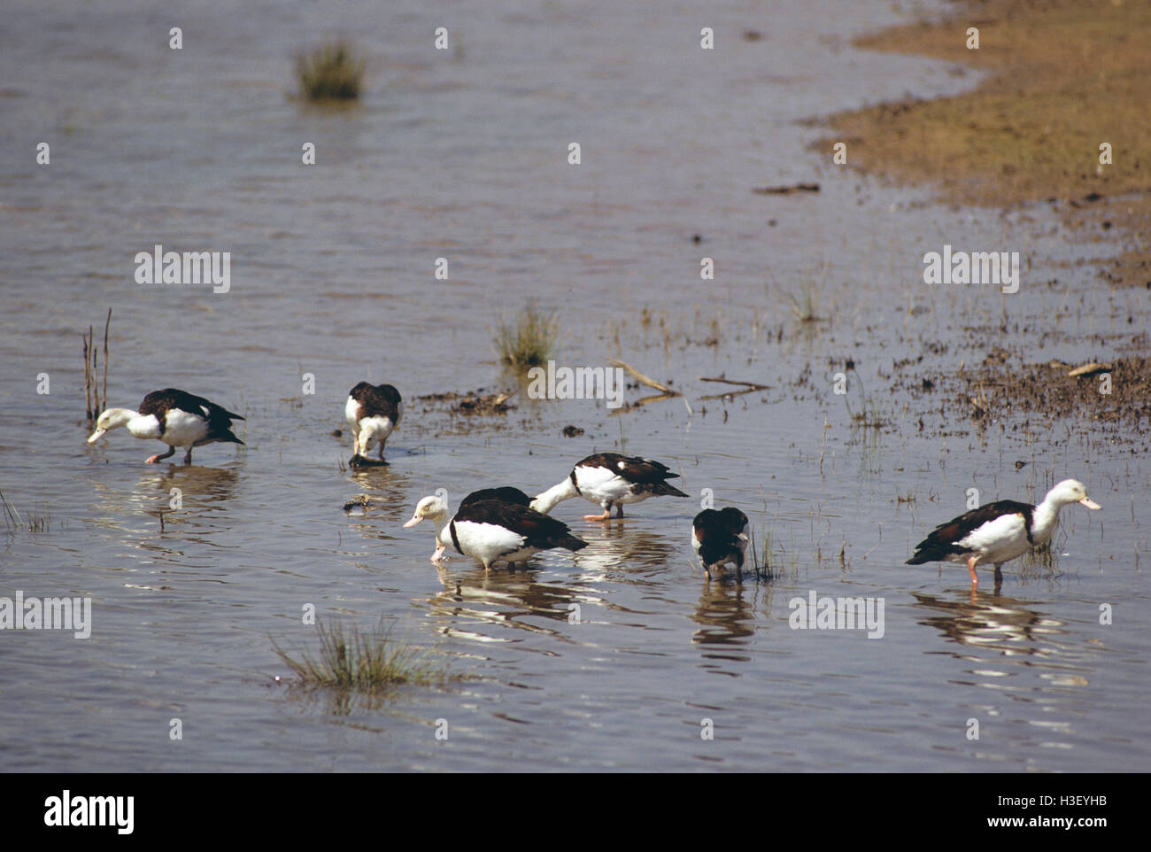 Shelduck radjah (Tadorna radjah) Foto Stock