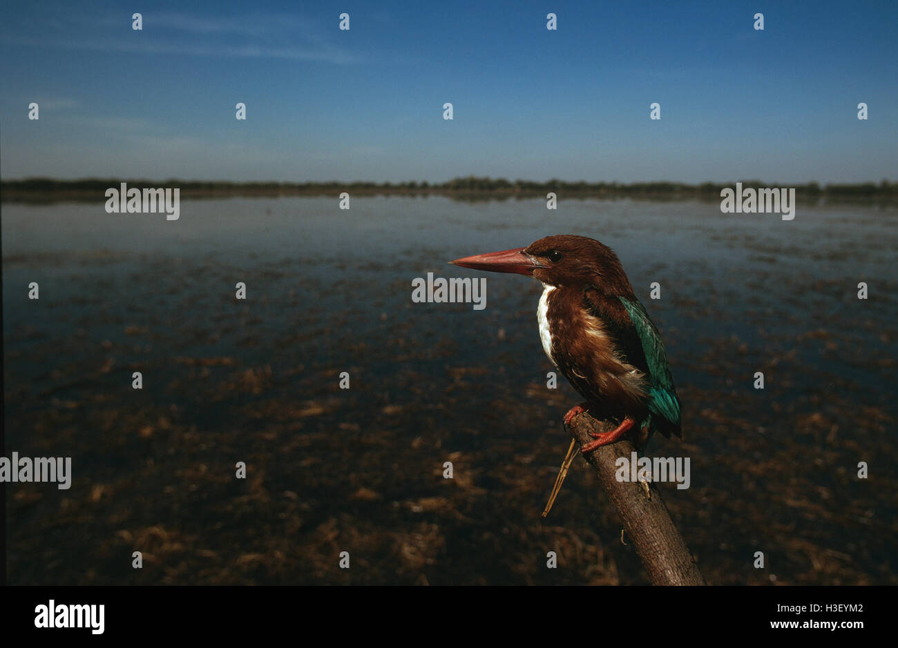 Bianco-throated kingfisher (halcyon smyrnensis) Foto Stock