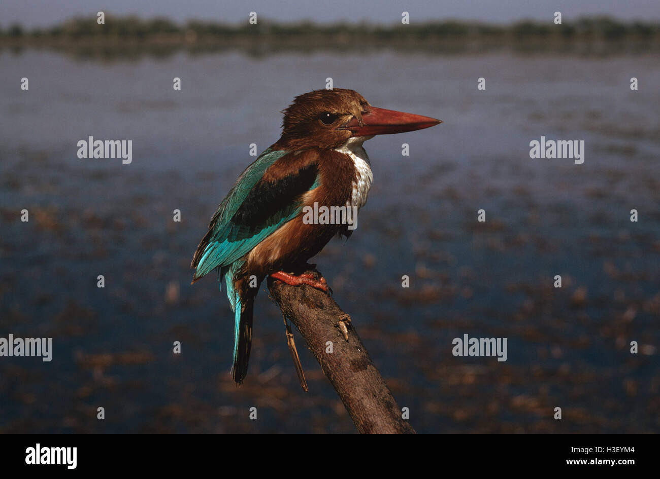 Bianco-throated kingfisher (halcyon smyrnensis) Foto Stock