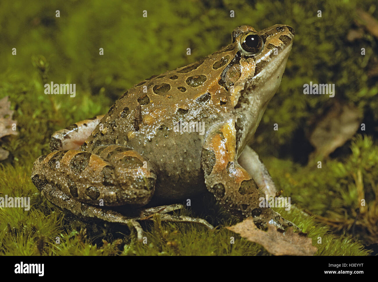 Mediterraneo rana verniciata (discoglossus pictus) Foto Stock