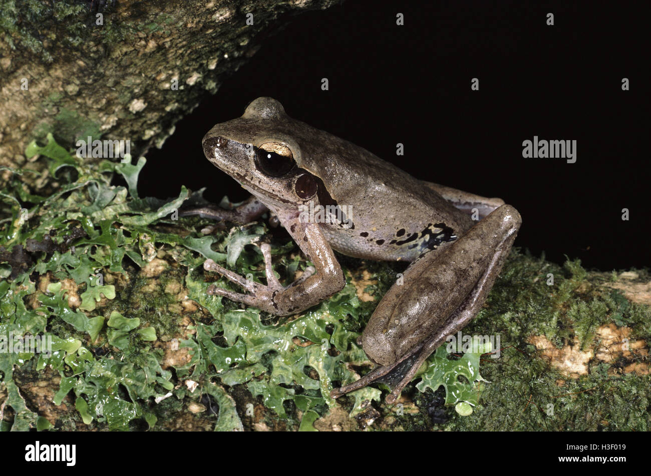 Ampio palmed razzo-frog (Litoria latopalmata) Foto Stock