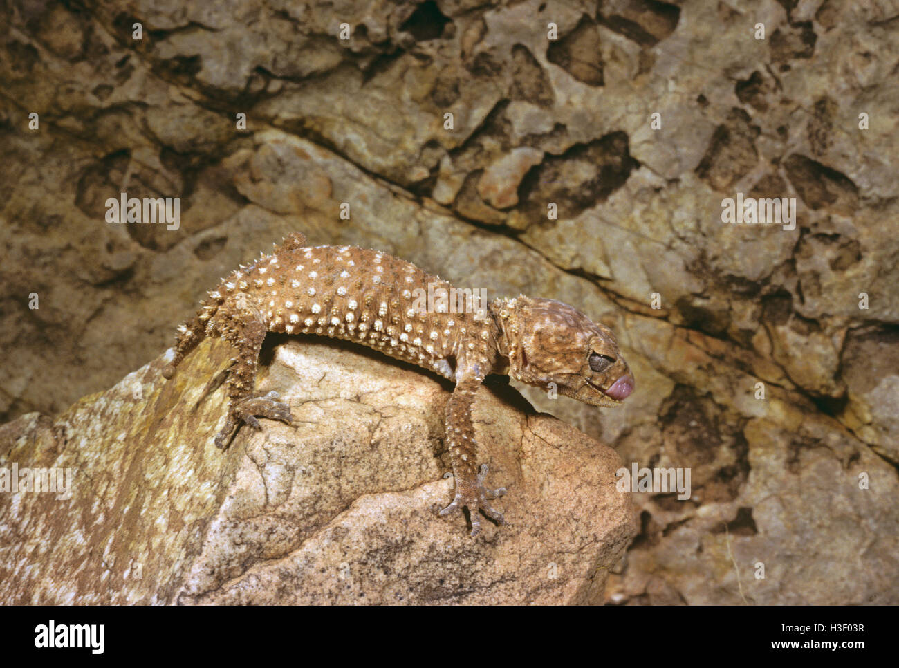 Manopola spinoso-tailed gecko (Nephrurus asper) Foto Stock