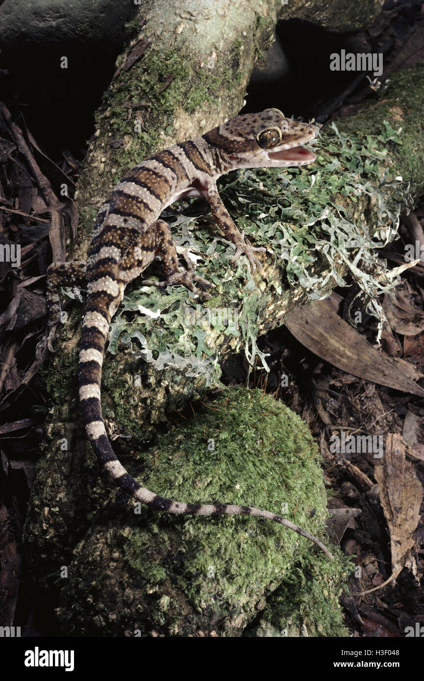 Anello-tailed gecko (cyrtodactylus louisiadensis) Foto Stock