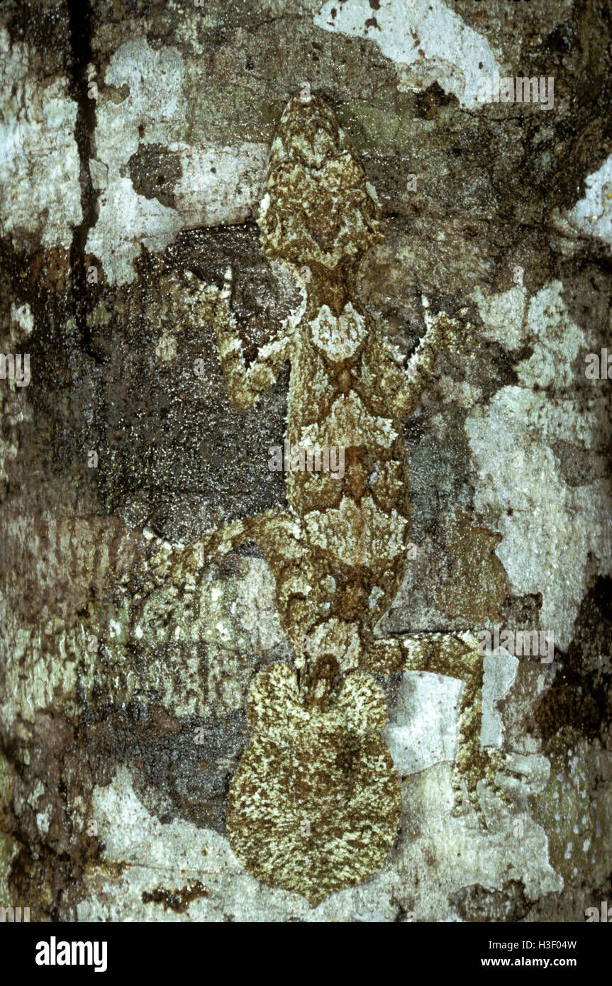 Foglia settentrionale-tailed gecko (Saltuarius cornutus) Foto Stock
