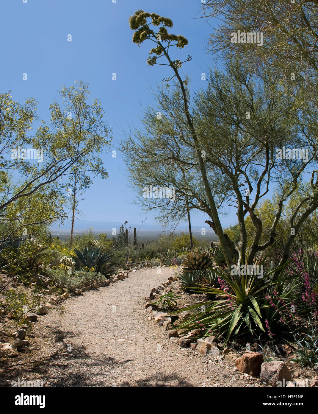 Percorso del deserto di rocce che conduce al cielo blu Foto Stock