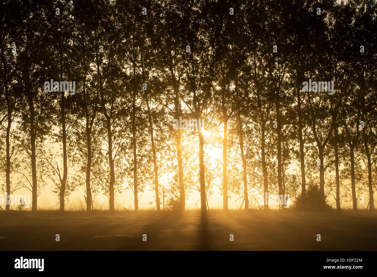 Luce del sole di mattina attraverso gli alberi nella cancellazione di nebbia in autunno. Regno Unito. Silhouette Foto Stock