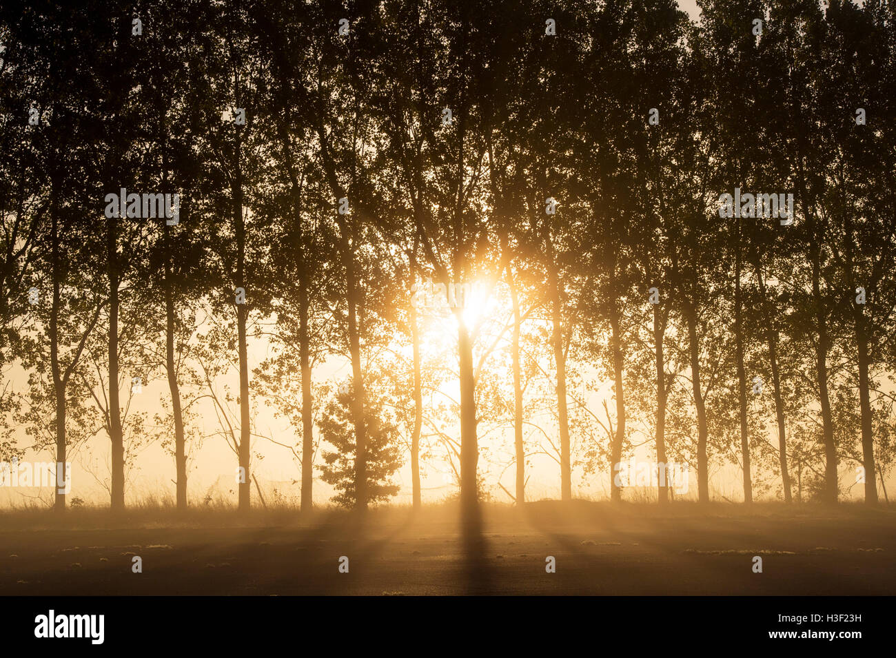 Luce del sole di mattina attraverso gli alberi nella cancellazione di nebbia in autunno. Regno Unito. Silhouette Foto Stock