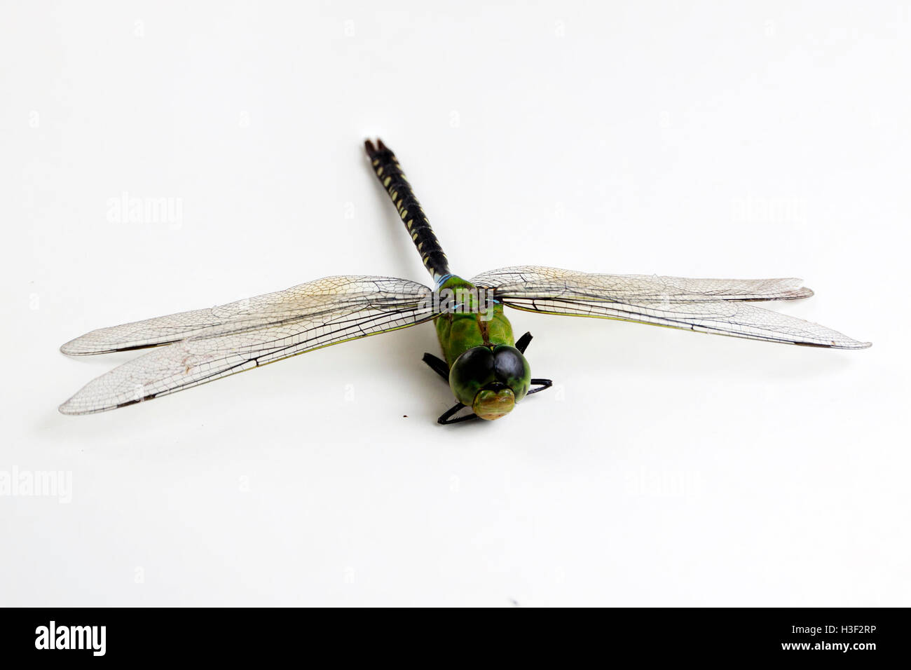 Libellula verde e il colore nero su sfondo bianco Foto Stock