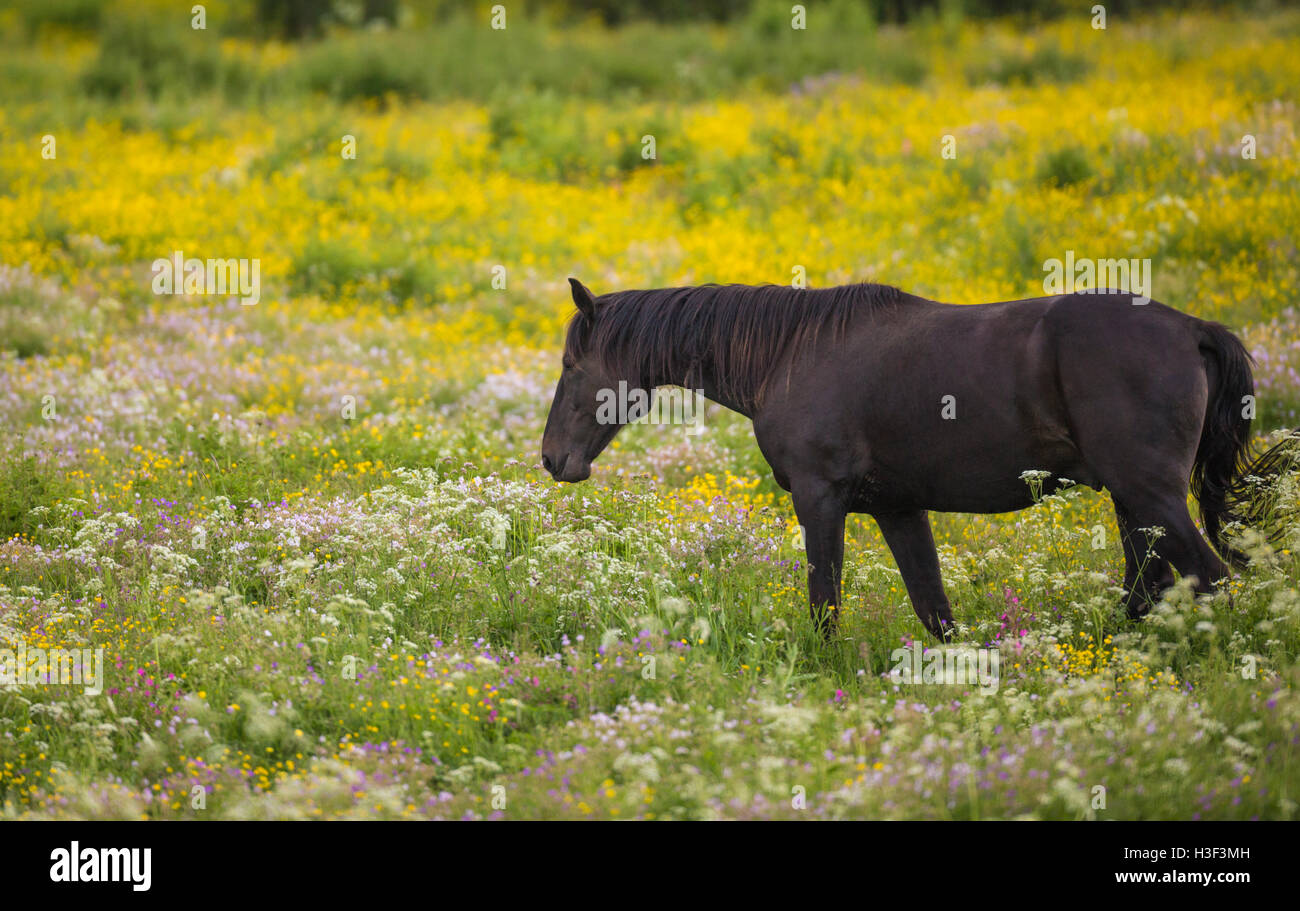 A SANGUE CALDO passeggiate a cavallo su un prato con ranuncolo comune, wild cerfoglio o vacca prezzemolo, Norrbotten, Svezia Foto Stock