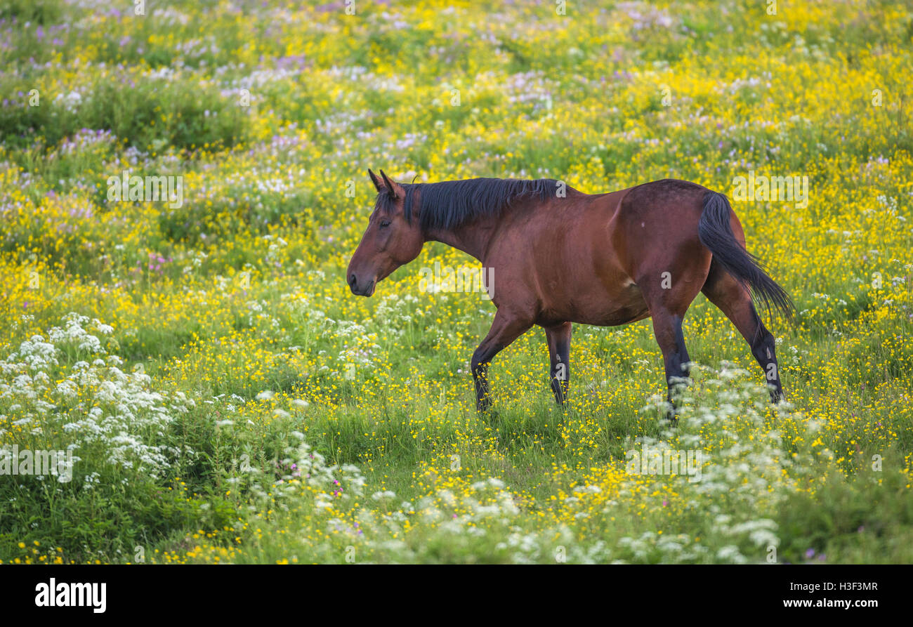 A SANGUE CALDO passeggiate a cavallo su un prato con ranuncolo comune, wild cerfoglio o vacca prezzemolo, Norrbotten, Svezia Foto Stock