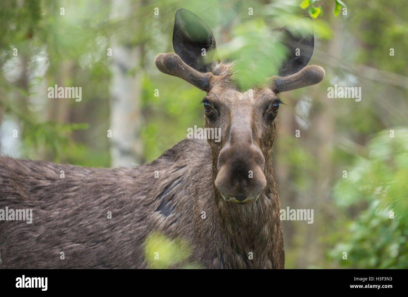 Chiudere fino a un alce con piccole corna in piedi tra alberi guardando la telecamera, Gällivare, Lapponia svedese, Svezia Foto Stock