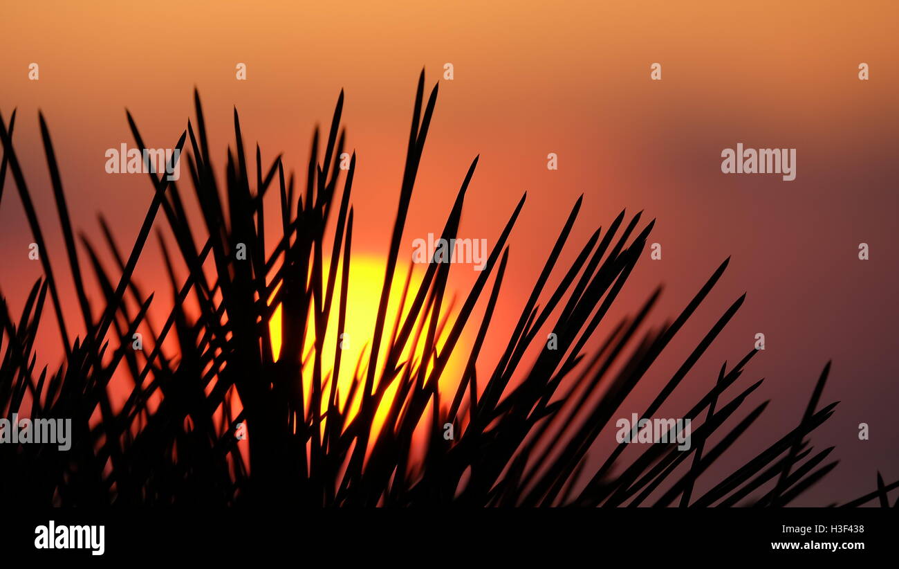 Sun, foglia di pino, arte Foto Stock