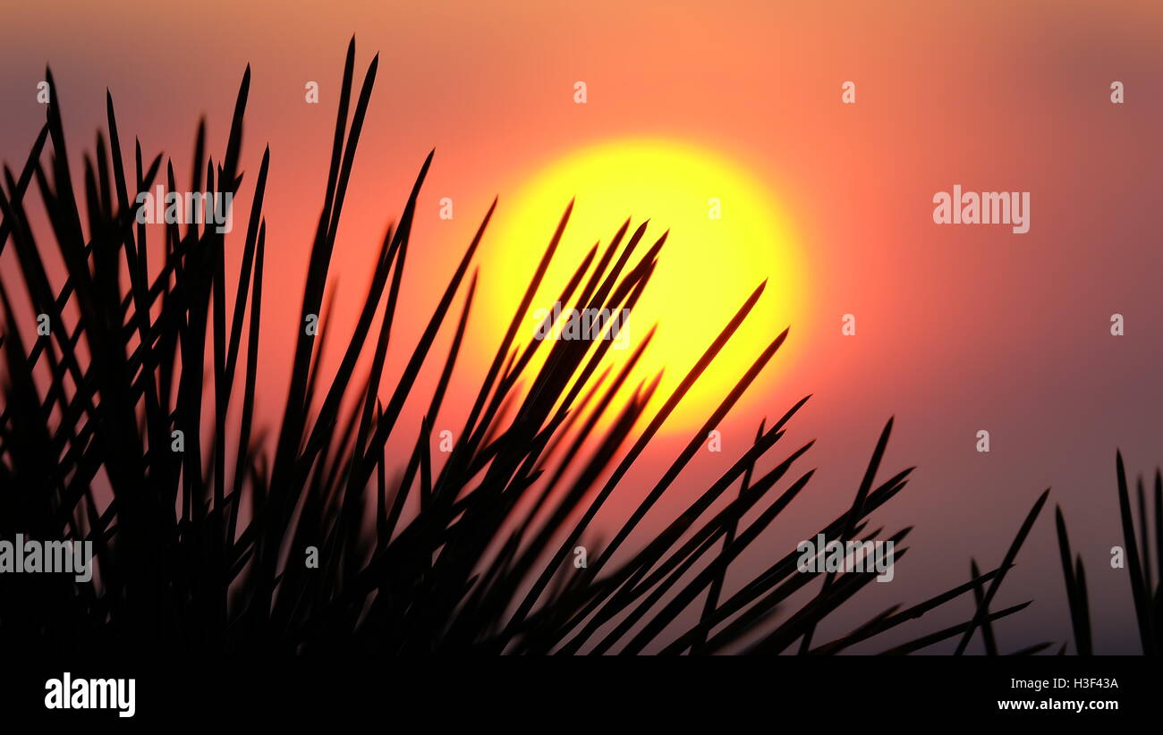 Sun, foglia di pino, arte Foto Stock