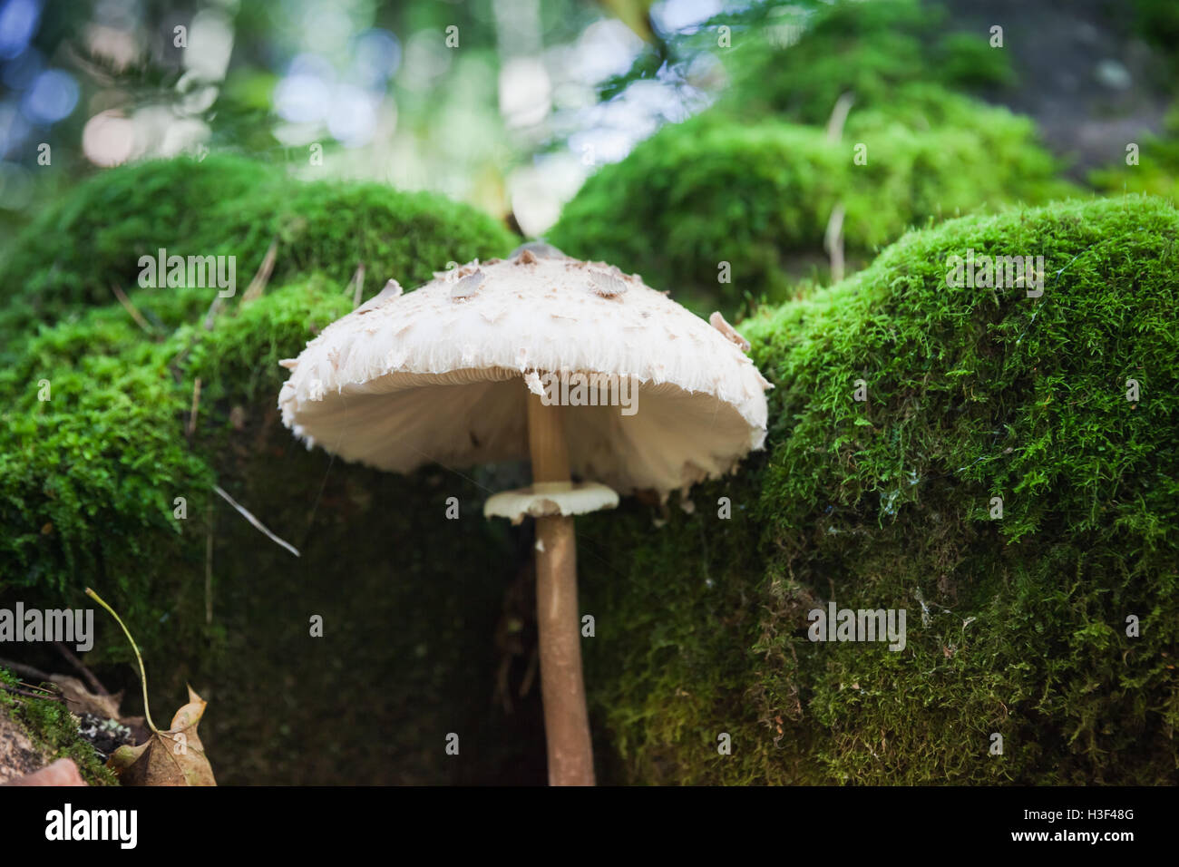 Ombrellone fungo cresce in verde scuro foresta. Macrolepiota procera o Lepiota procera fungo, foto macro con il fuoco selettivo Foto Stock