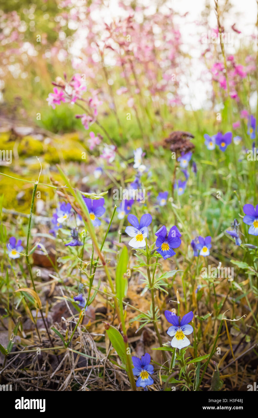 Coloratissimi fiori selvatici in foresta estate, verticale foto macro con il fuoco selettivo Foto Stock