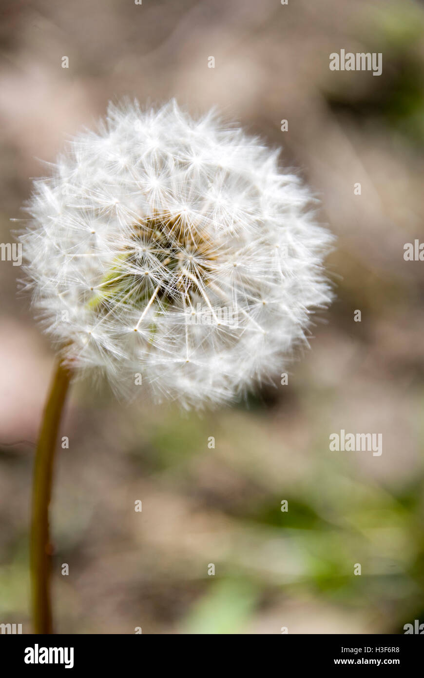 Tarassaco seme head o puff ball, Yorkshire, Regno Unito Foto Stock