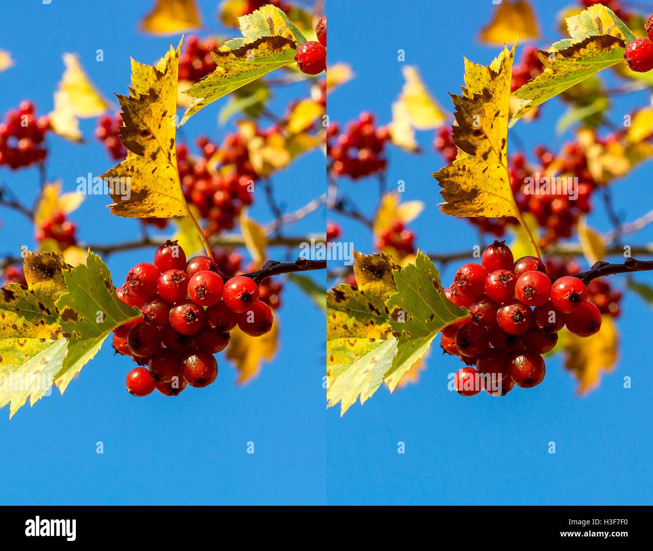 Coppia Stereo - biancospino Foto Stock