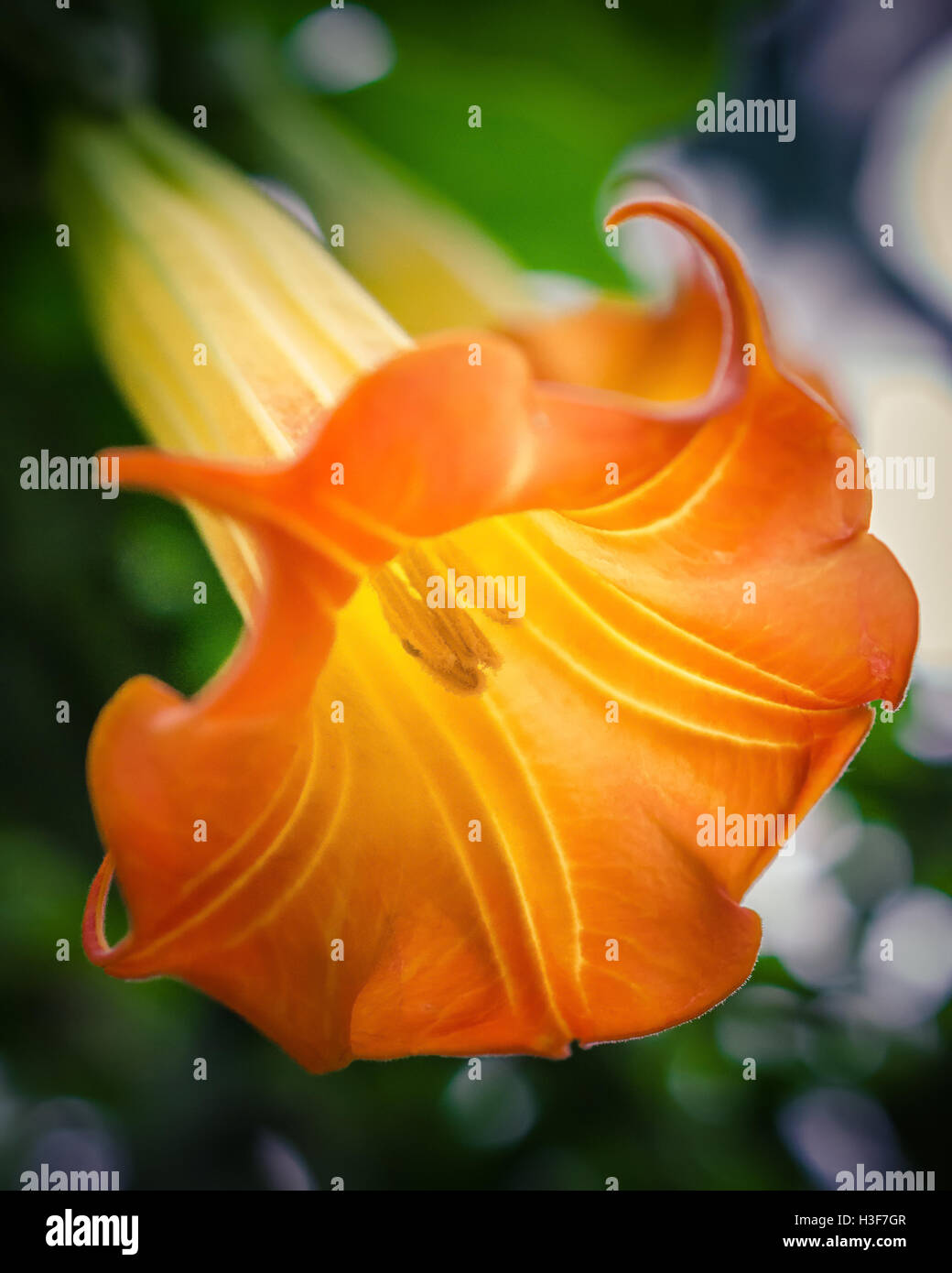 Fiore di tromba Foto Stock