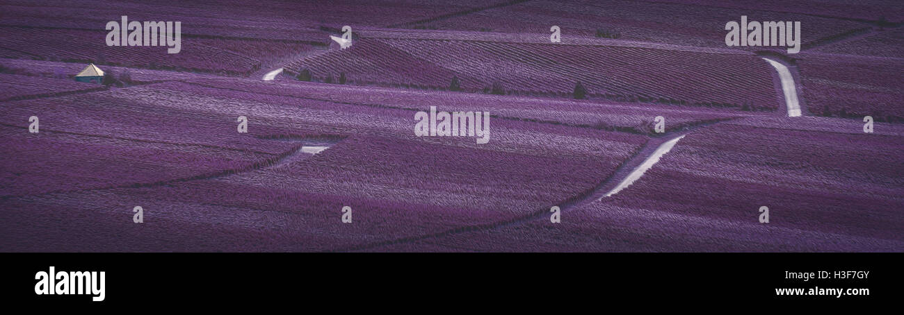 Flair di vigneto Foto Stock