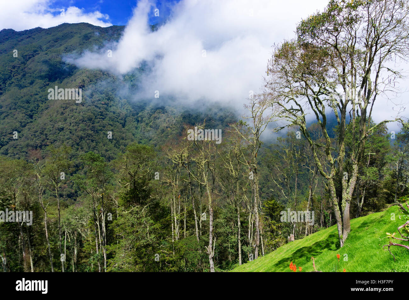 Vista di Cocora Valley, una nube foresta vicino Salento, Colombia Foto Stock