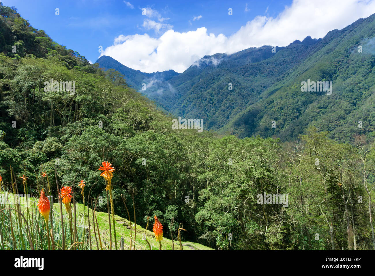 Paesaggio della nube foresta Cocora Valley vicino a Salento, Colombia Foto Stock