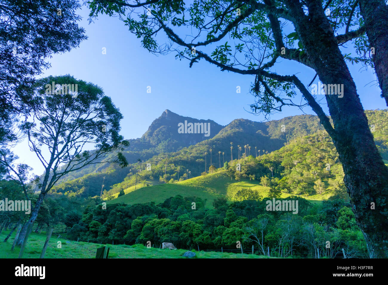 Vista della Valle Cocora nei pressi di Salento, Colombia Foto Stock
