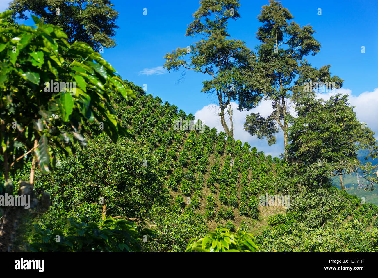 Paesaggio di colline coperte di deliziosi caffè colombiano nei pressi di Manizales (Colombia) Foto Stock