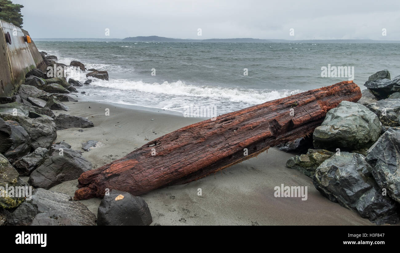 Registro Driftwood siede sul litorale ad Alki Beach in West Seattle, Washington. Foto Stock