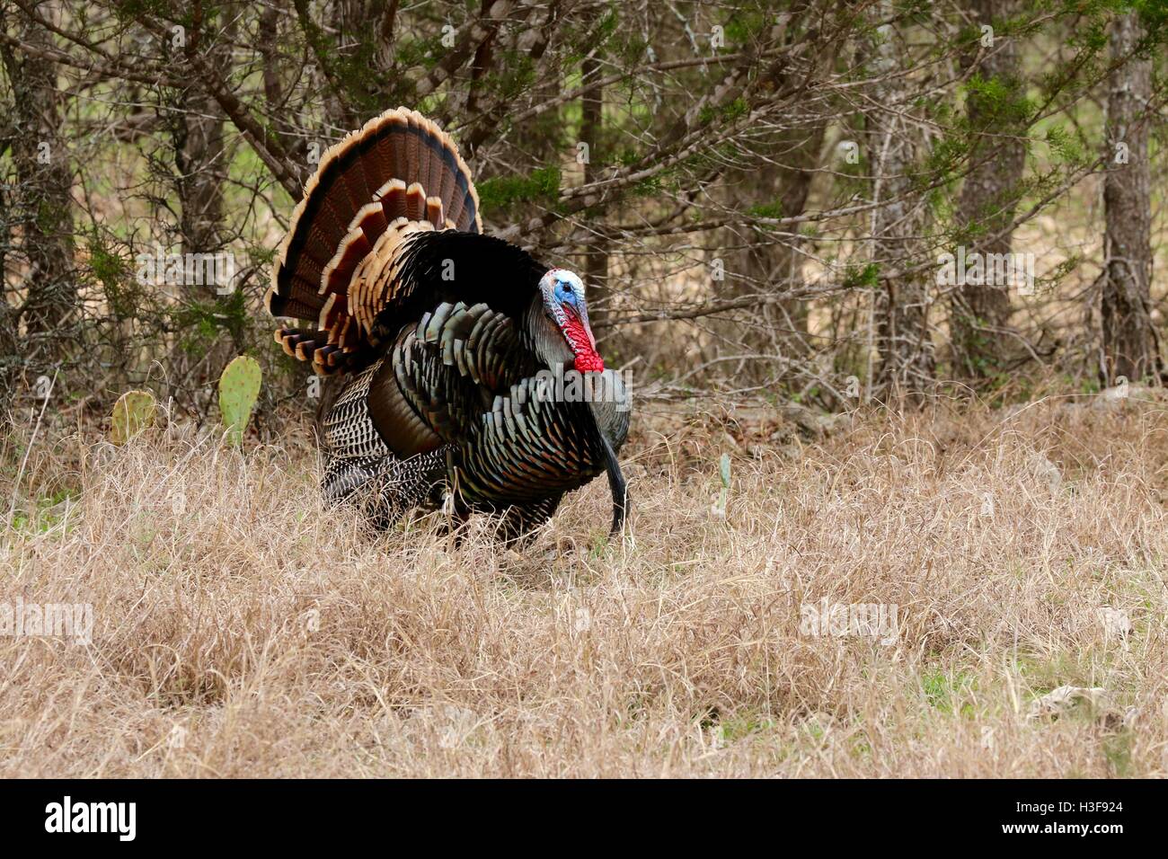 La Turchia Strutting Foto Stock