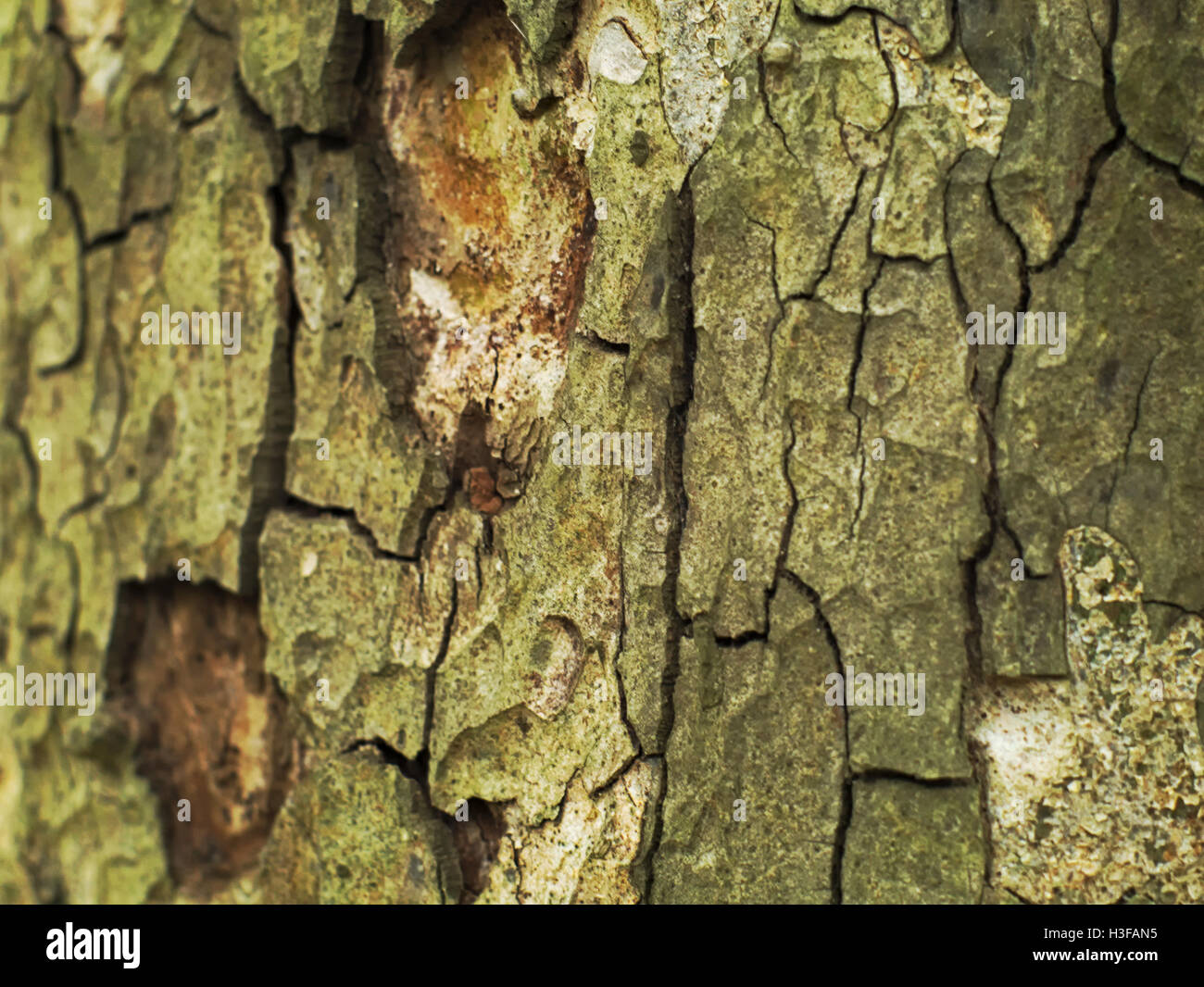 Closeup shot di vecchi e screpolata di corteccia di albero sfondo texture Foto Stock
