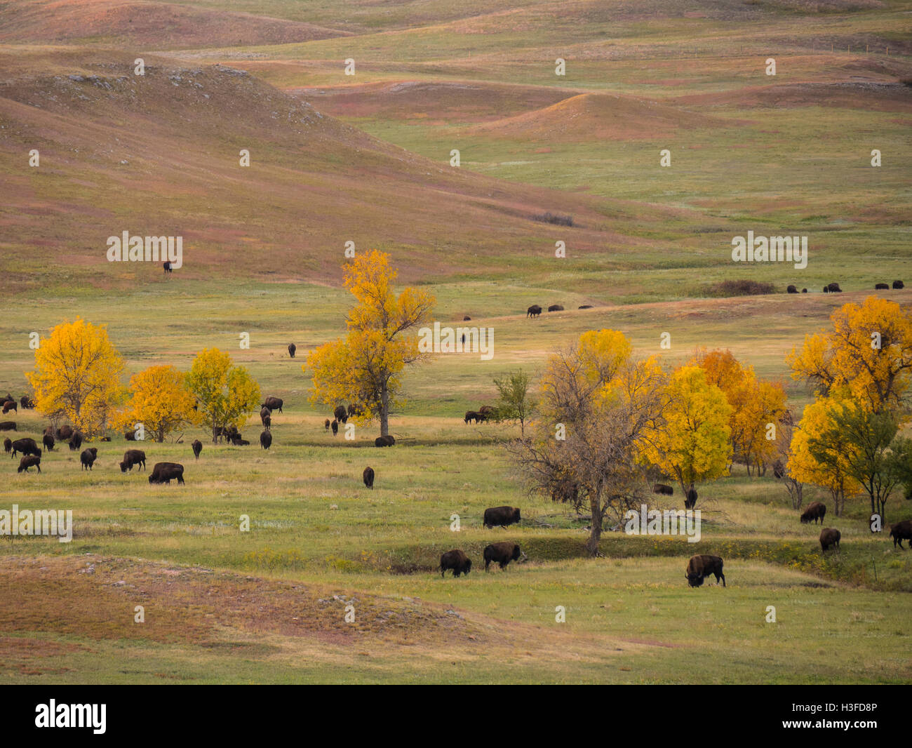 Bison sulle pianure, Custer State Park, Sud Dakota. Foto Stock Bison sulle pianure, Custer State Park, Sud Dakota. Foto Stock