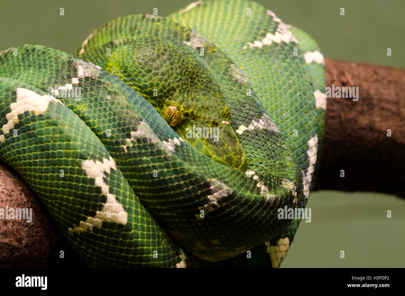 Captive Emerald Tree Boa rannicchiato sul ramo di albero nel Bronx Zoo, NY Foto Stock