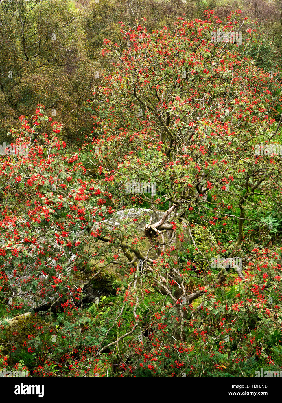 Bacche rosse su Rowan alberi a Brimham Rocks in Nidderdale North Yorkshire, Inghilterra Foto Stock