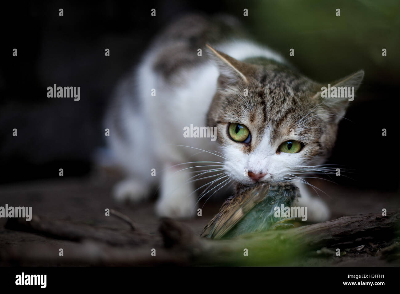 Predatore di gatto Foto Stock