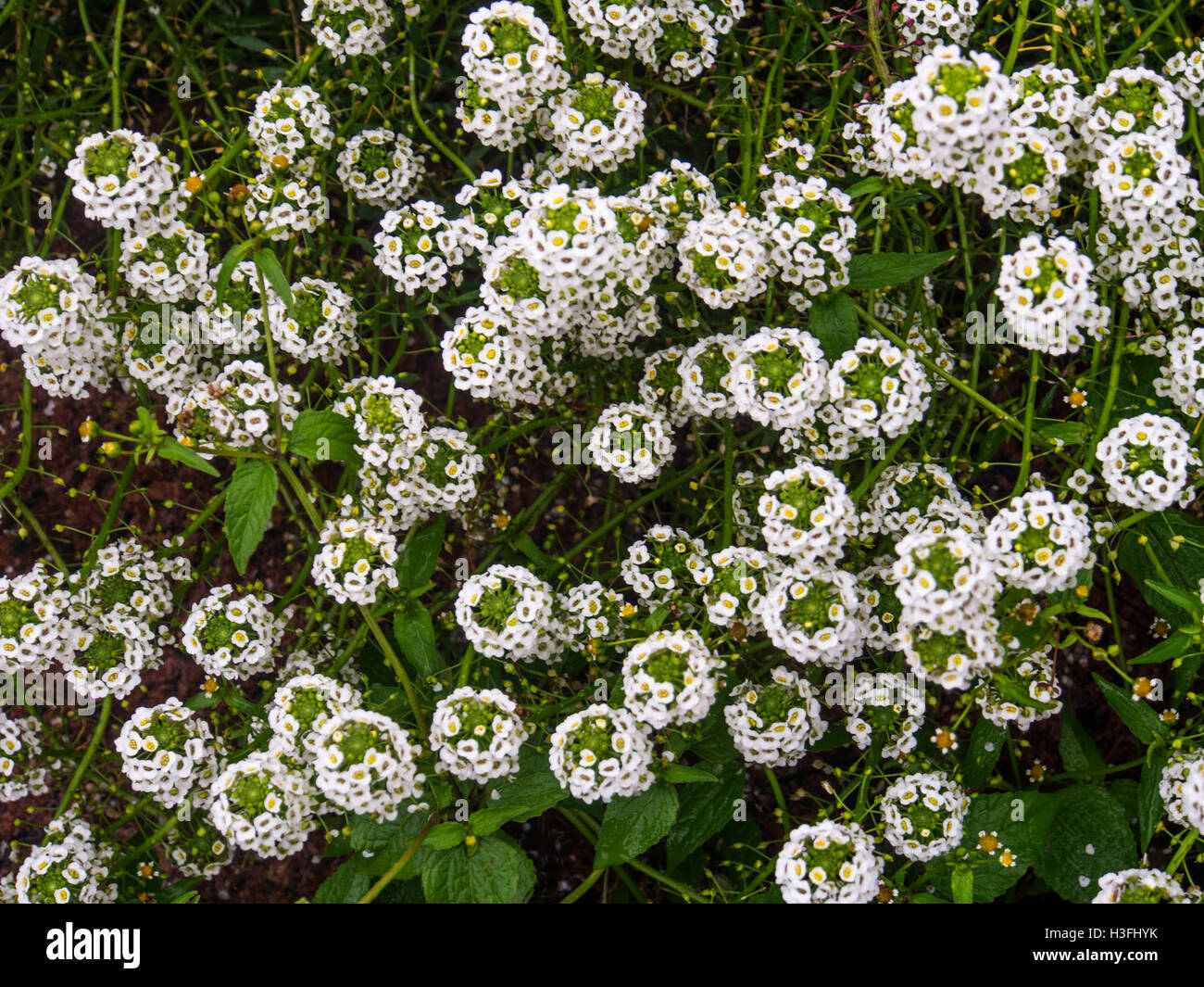 Lobularia maritima, nome comune sweet alyssum o dolce alison Foto Stock