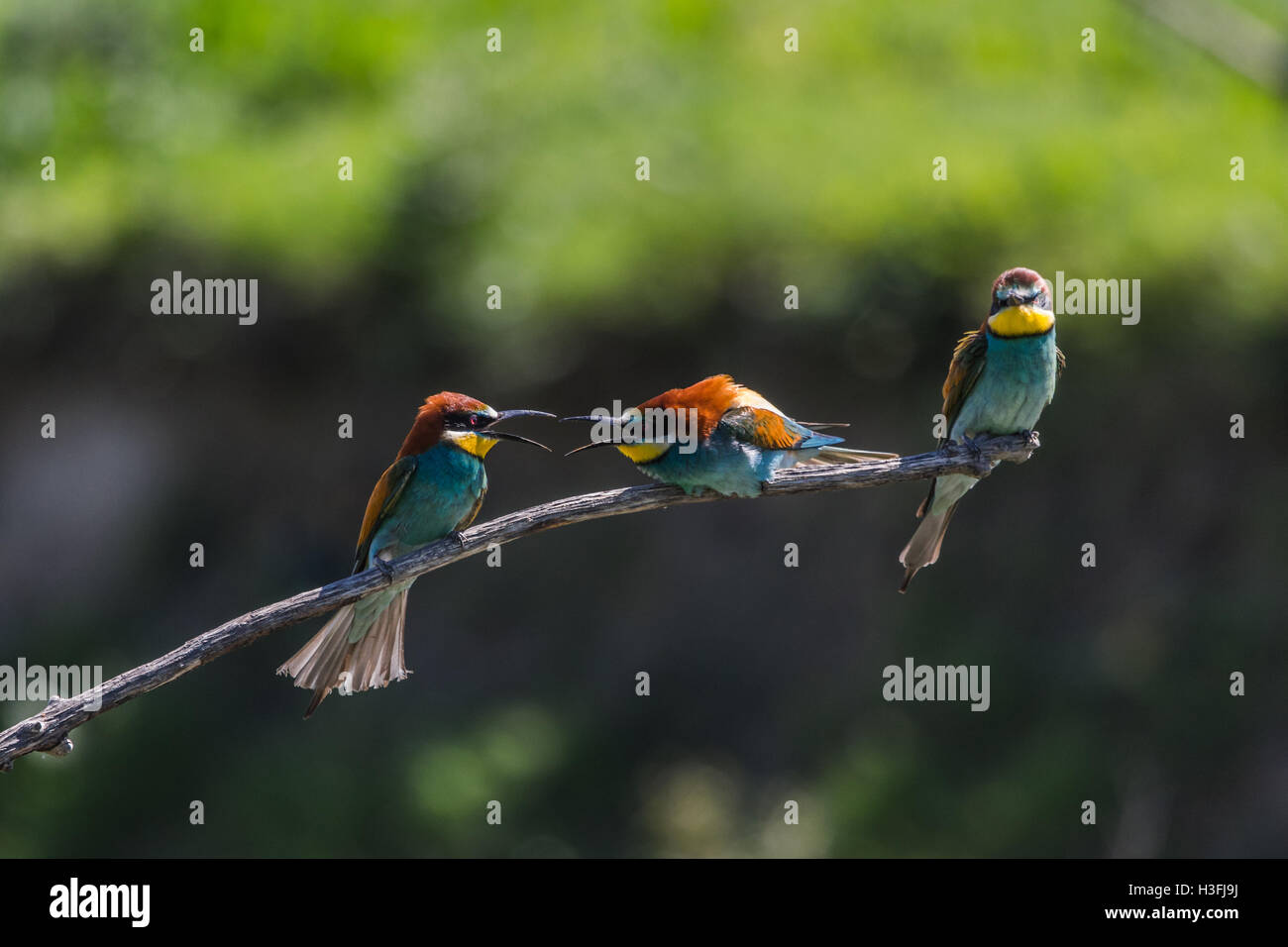 Unione i gruccioni - Merops apiaster Foto Stock