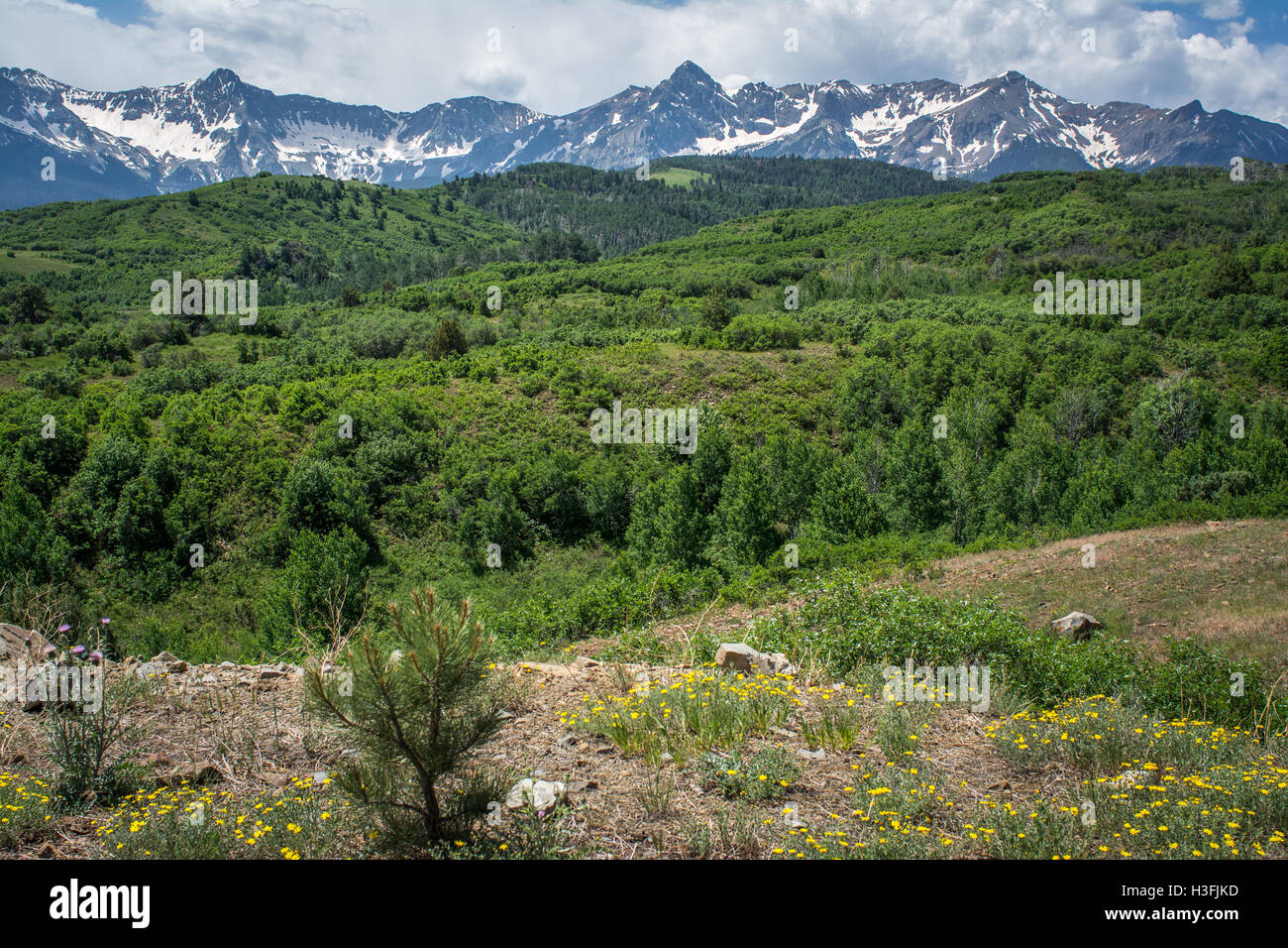 San Juan Mountains in estate vicino a Ridgway, Colorado, STATI UNITI D'AMERICA Foto Stock