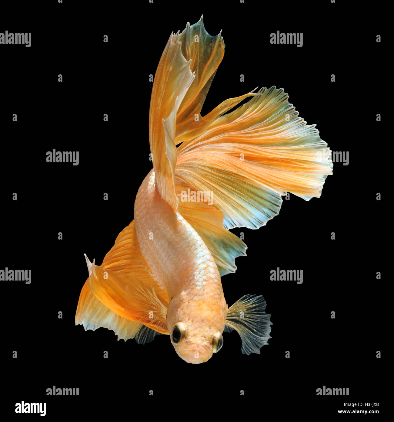 Betta pesce, siamese fighting fish 'oro mezza luna' isolato su sfondo nero in movimento belle foto macro Foto Stock
