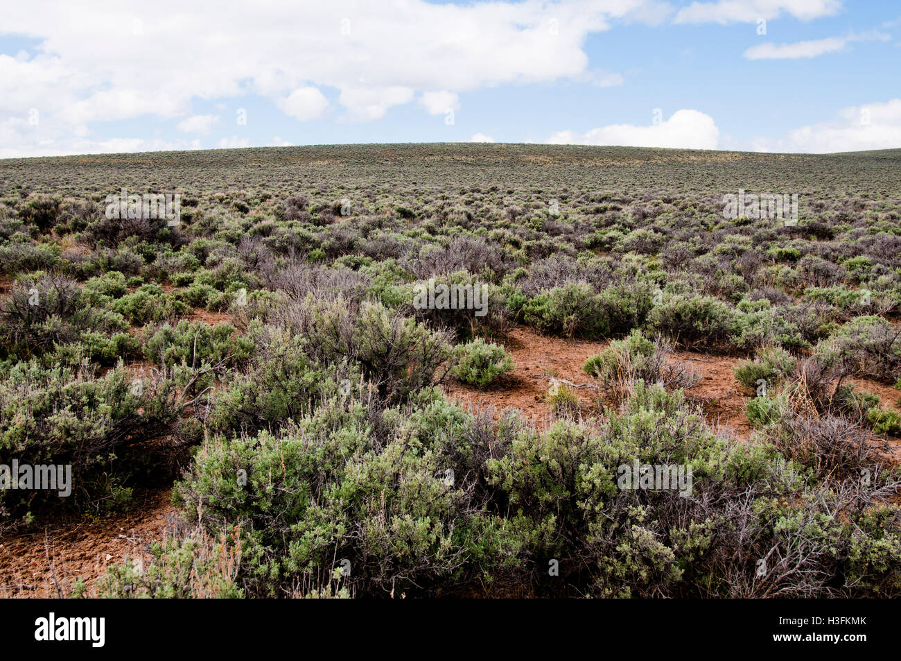 Grande habitat sagebrush (aka il mare sagebrush) in Oregon orientale Foto Stock