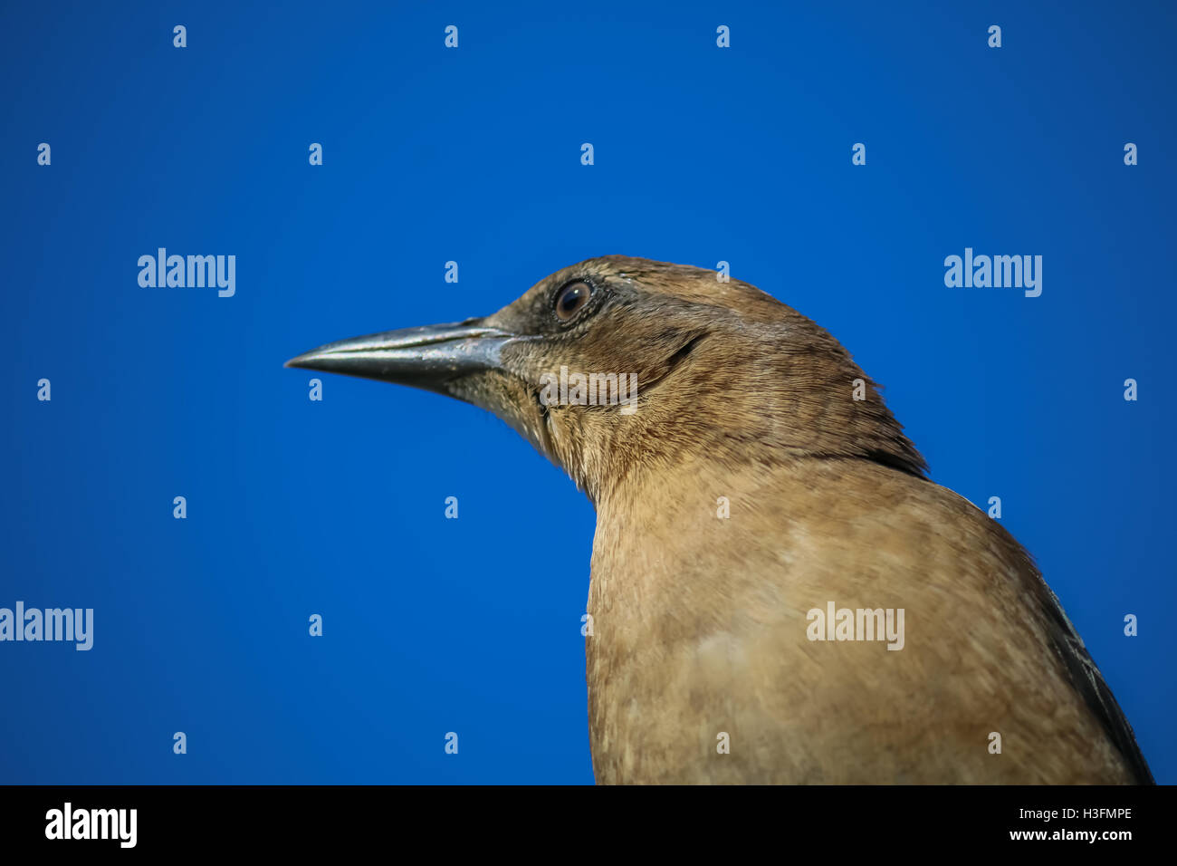 La femmina Brewer's Blackbird a Malibu Lagoon nel mese di settembre Foto Stock